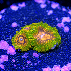 Zoanthus grand master krakatoa  2