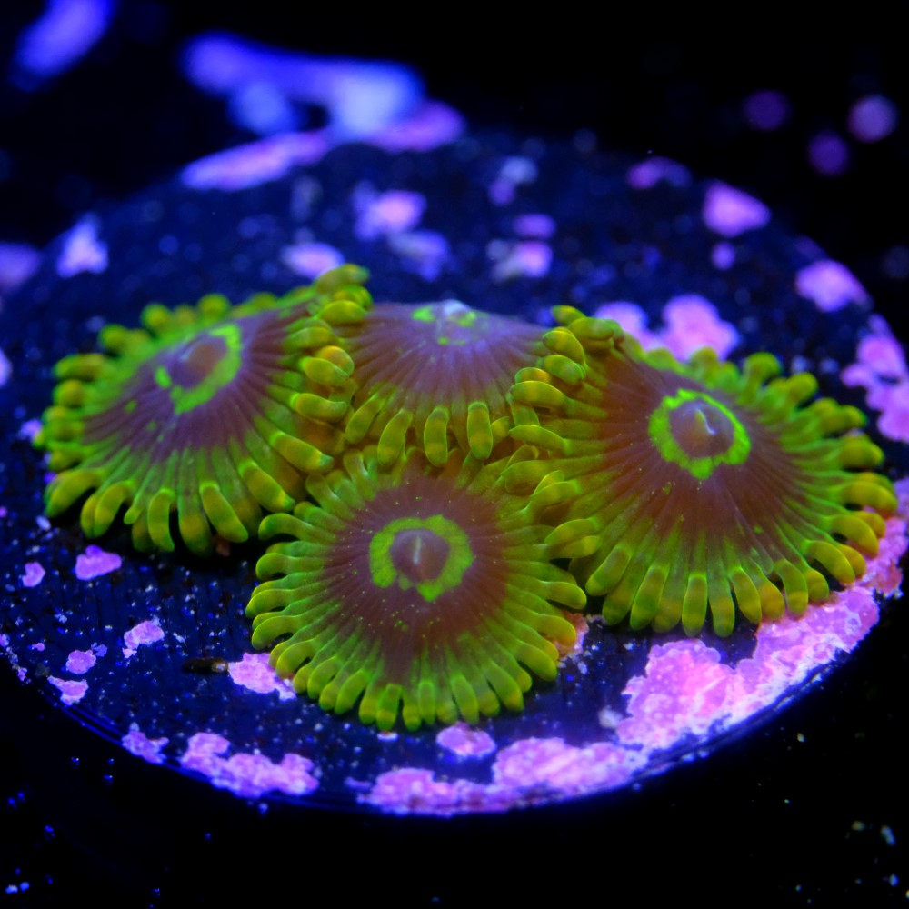 zoanthus yoda 2
