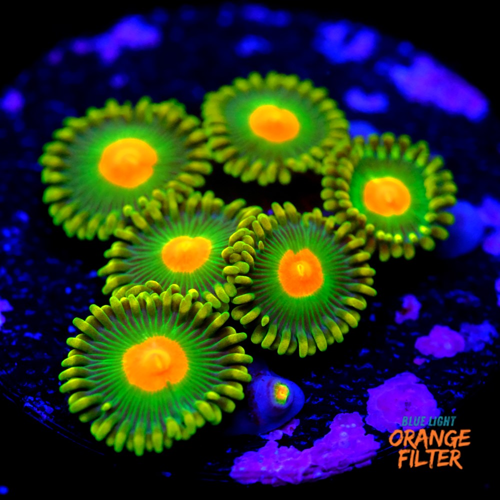 Zoanthus dreamweavers 1