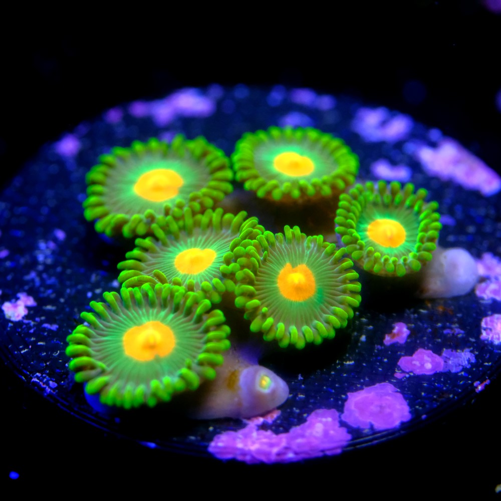 Zoanthus dreamweavers 2