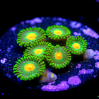 Zoanthus dreamweavers 2