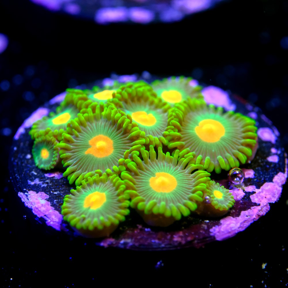 Zoanthus dreamweavers 2