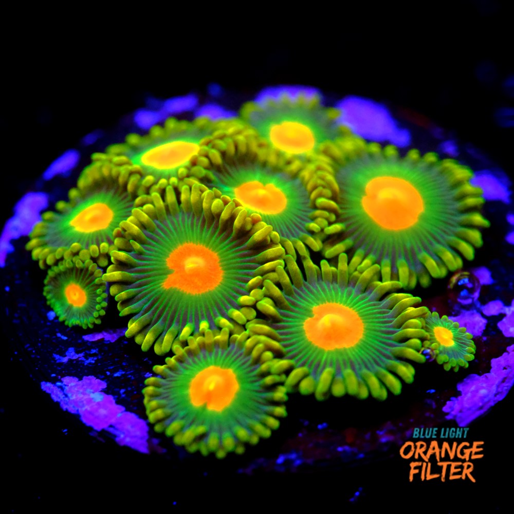 Zoanthus dreamweavers 1