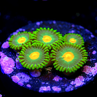 Zoanthus dreamweavers 2