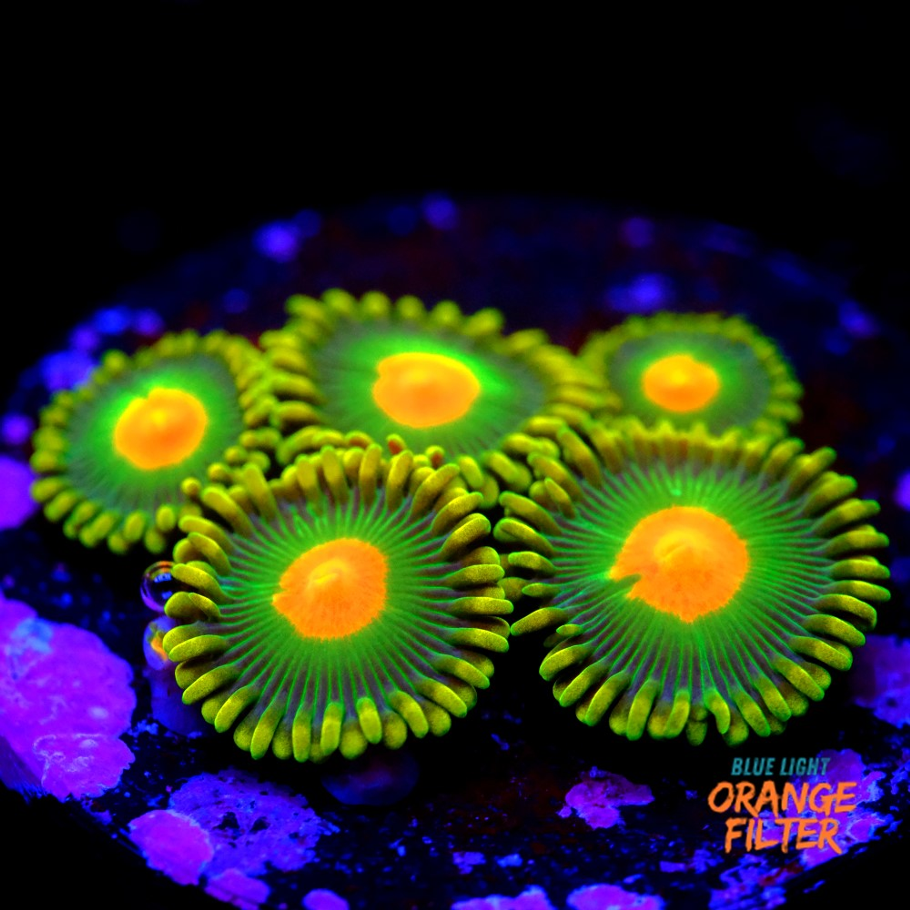 Zoanthus dreamweavers