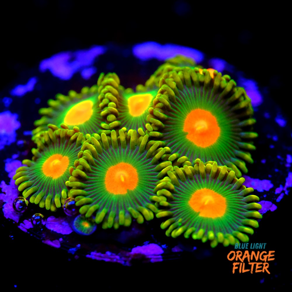 Zoanthus dreamweavers 1