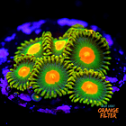 Zoanthus dreamweavers 1