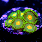 Zoanthus dreamweavers 2