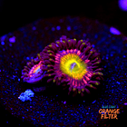 Candy apple pink zoas 1