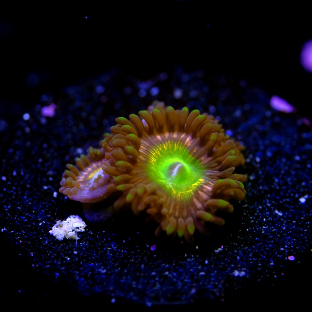 Candy apple pink zoas 2