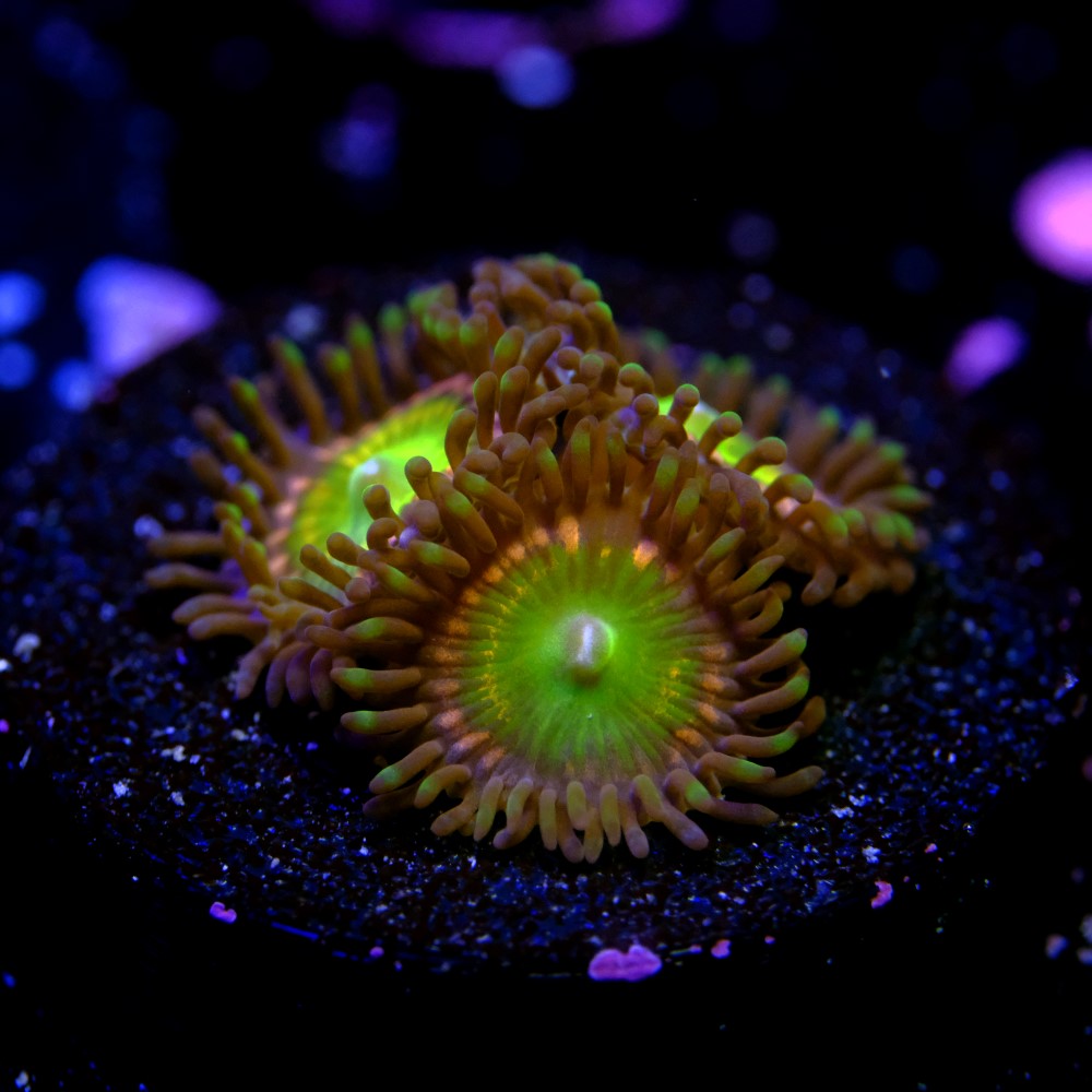 Candy apple pink zoas 2