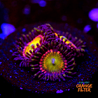 Candy apple pink zoas 1