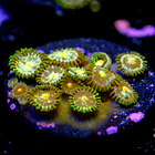 Zoanthus daisy cutter 2