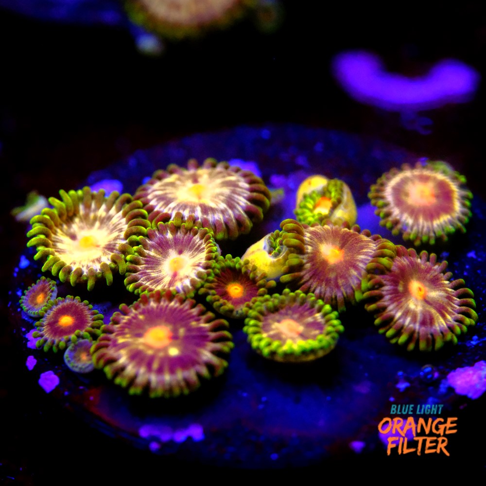 Zoanthus daisy cutter 1