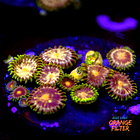 Zoanthus daisy cutter 1