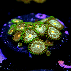 Zoanthus daisy cutter 2