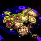 Zoanthus daisy cutter 1