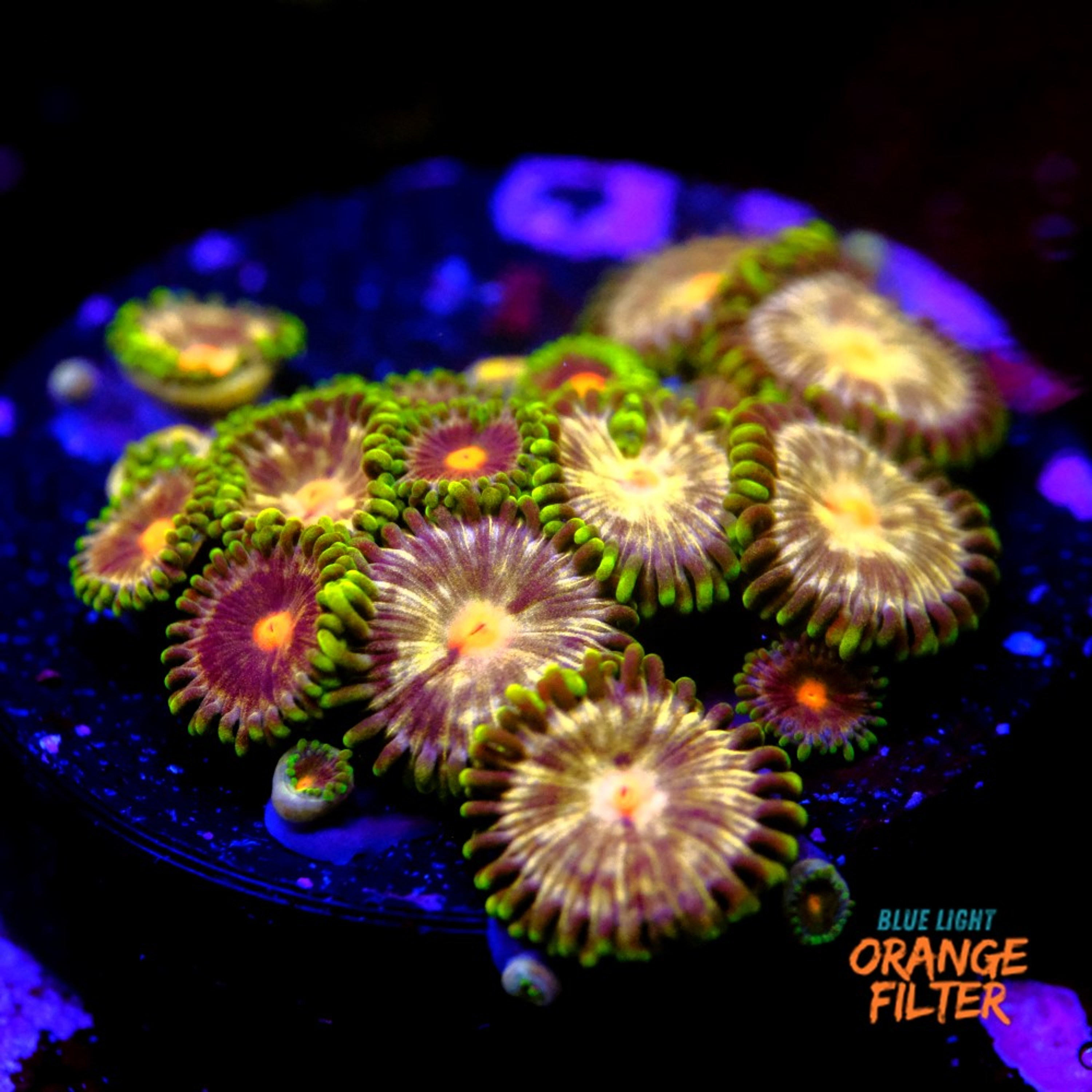 Zoanthus daisy cutter