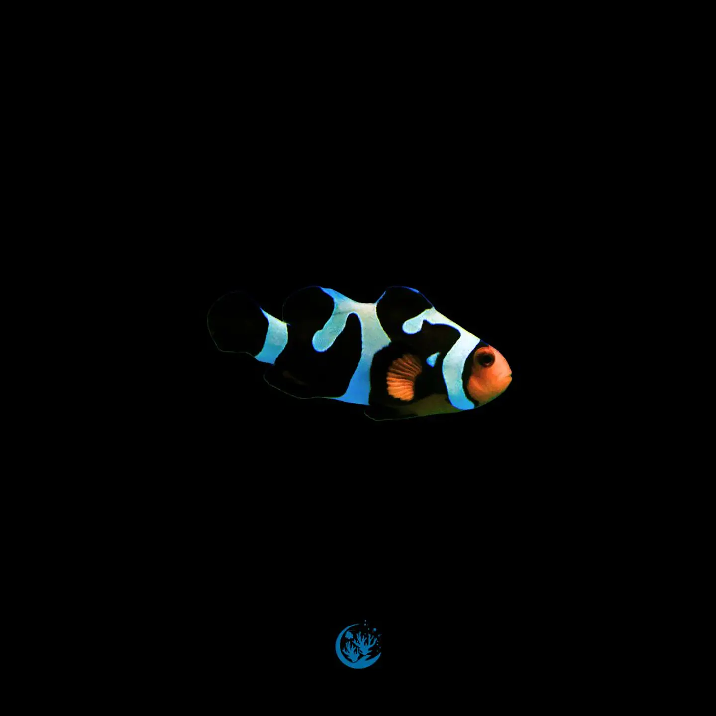 Amphiprion Ocellaris Black Gladiator 1