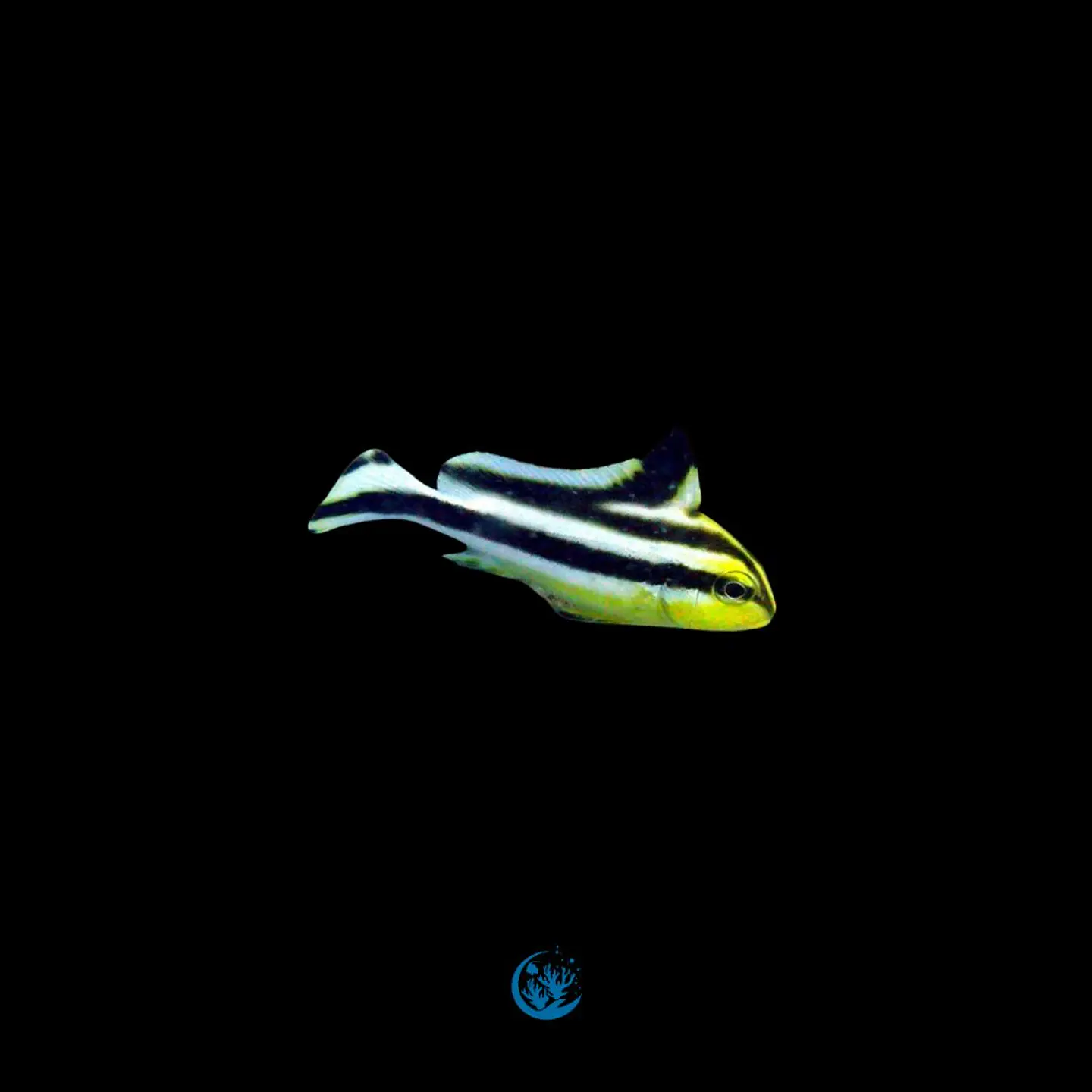 Plectorhinchus pictus 1