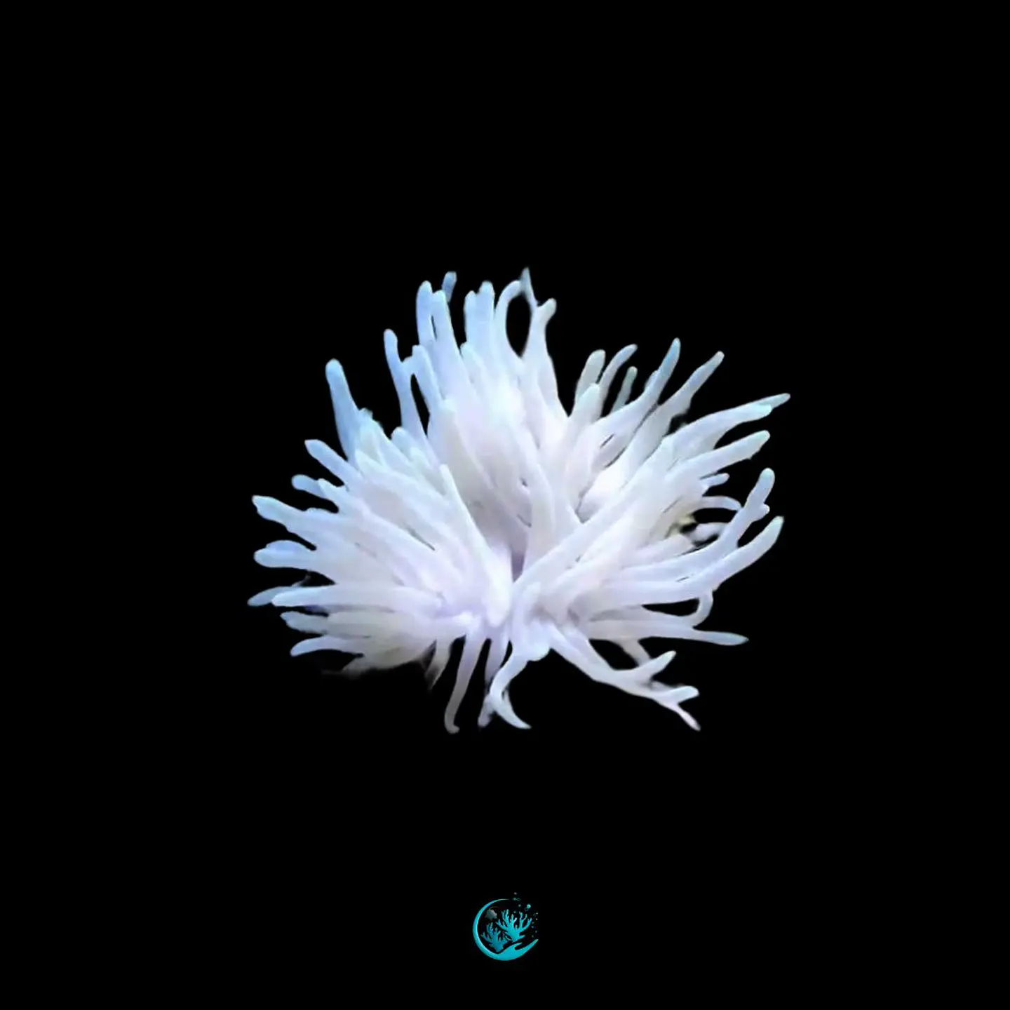 Condylactis spp.   1