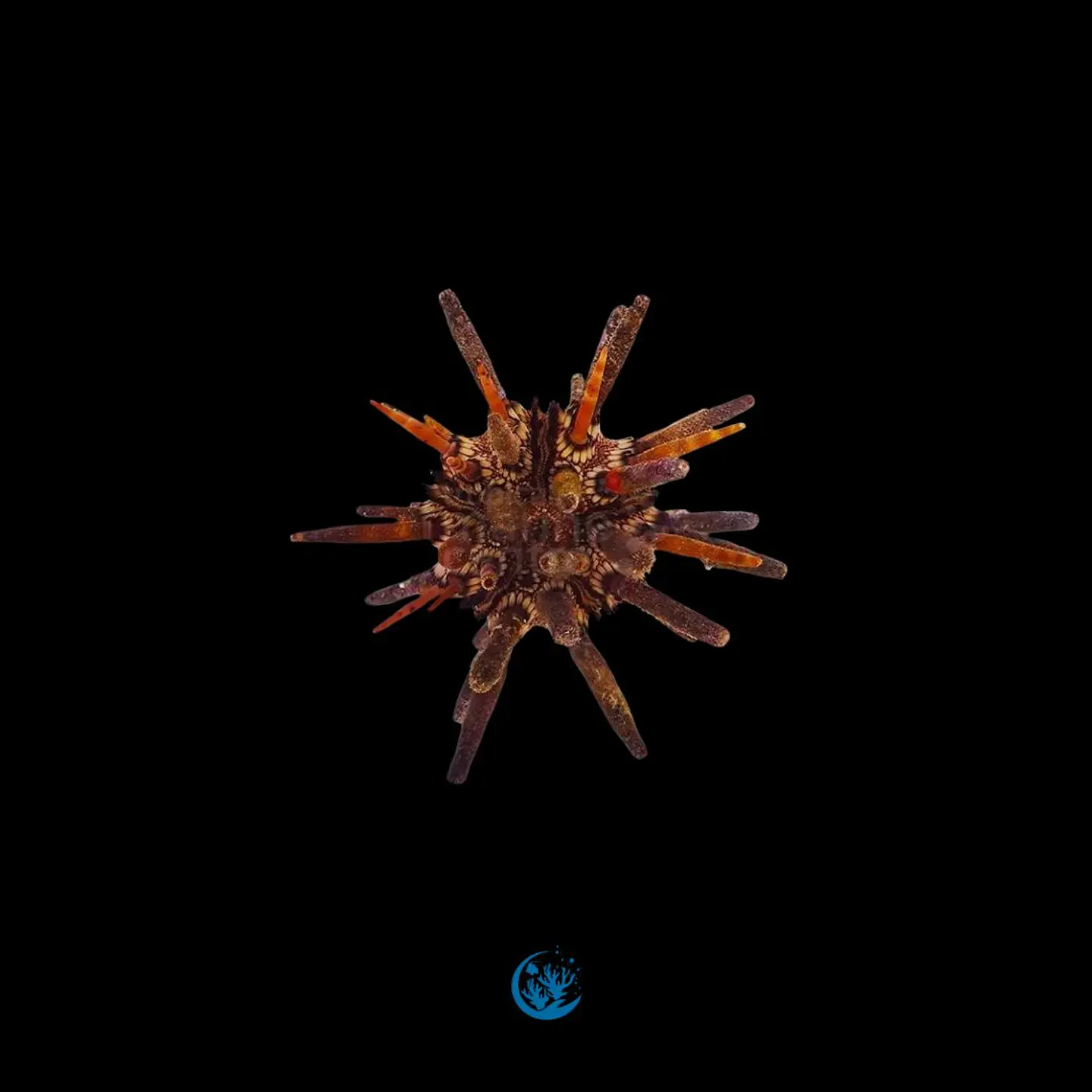 Eucidaris tribuloides 1