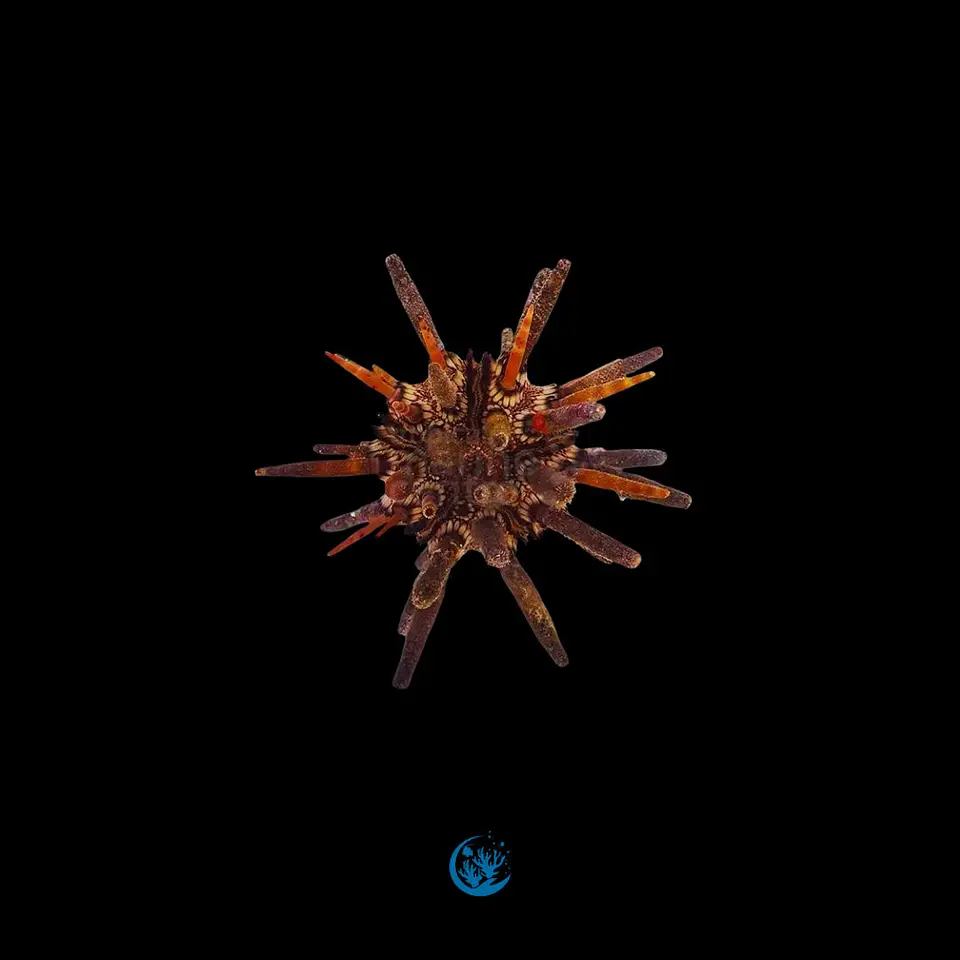 Eucidaris tribuloides 1