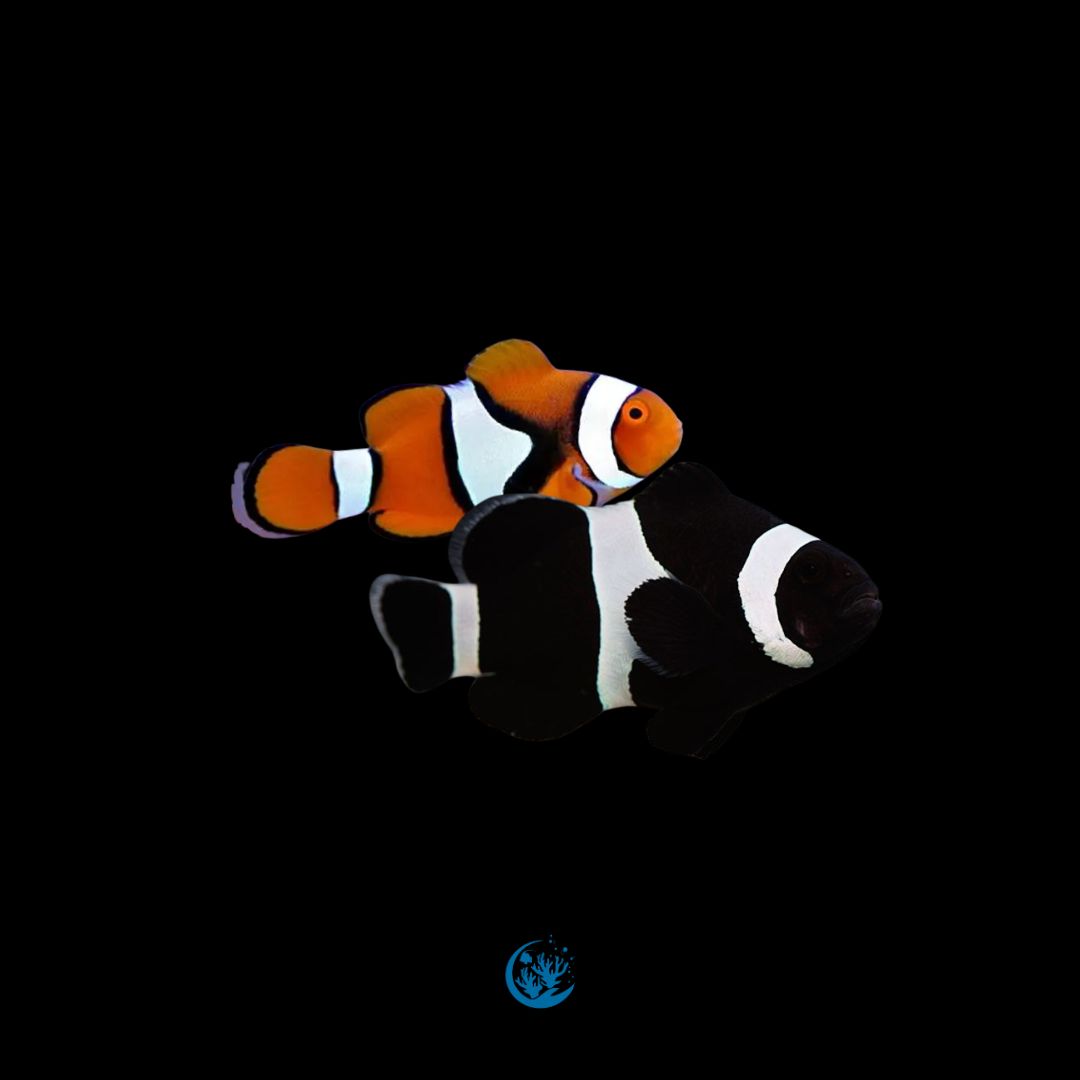 Casal de Ocellaris black com percula orange
