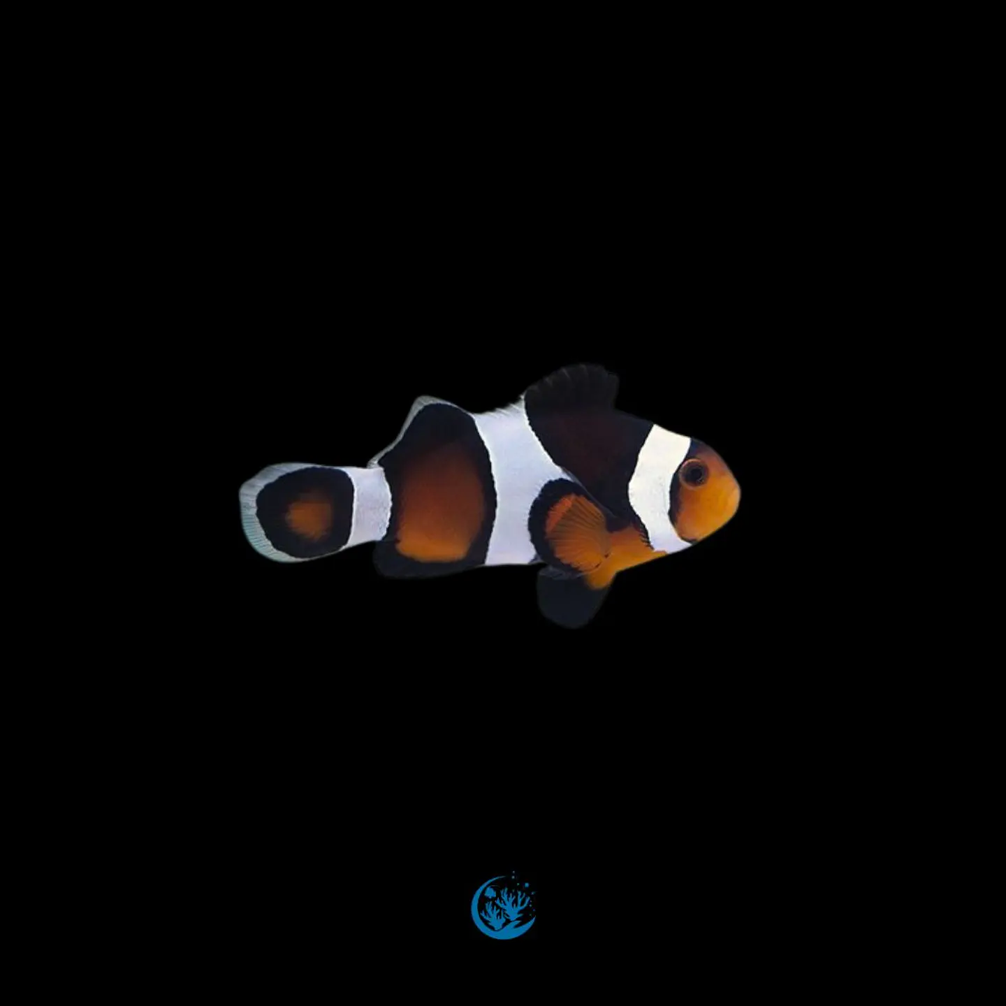 Amphiprion Ocellaris - black and orange 1