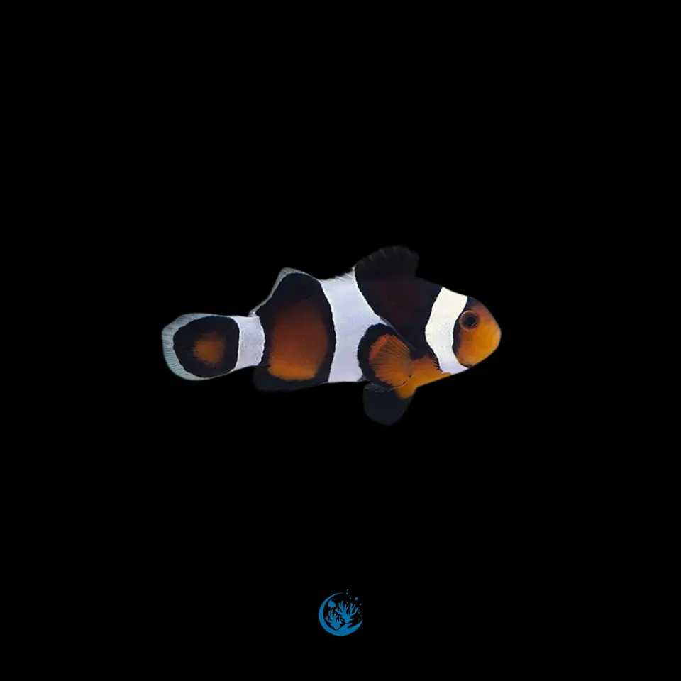 Amphiprion Ocellaris - black and orange 1