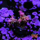 Tyree pinky the bear acropora 1