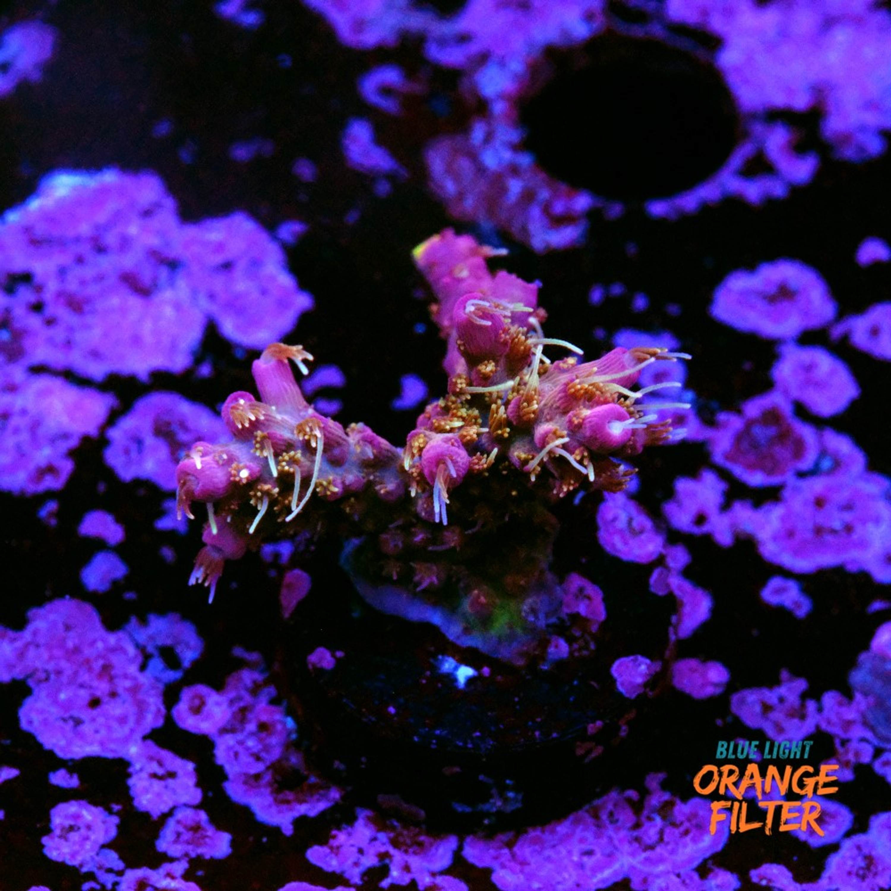 Tyree pinky the bear acropora