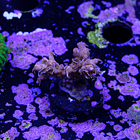 Tyree pinky the bear acropora 2