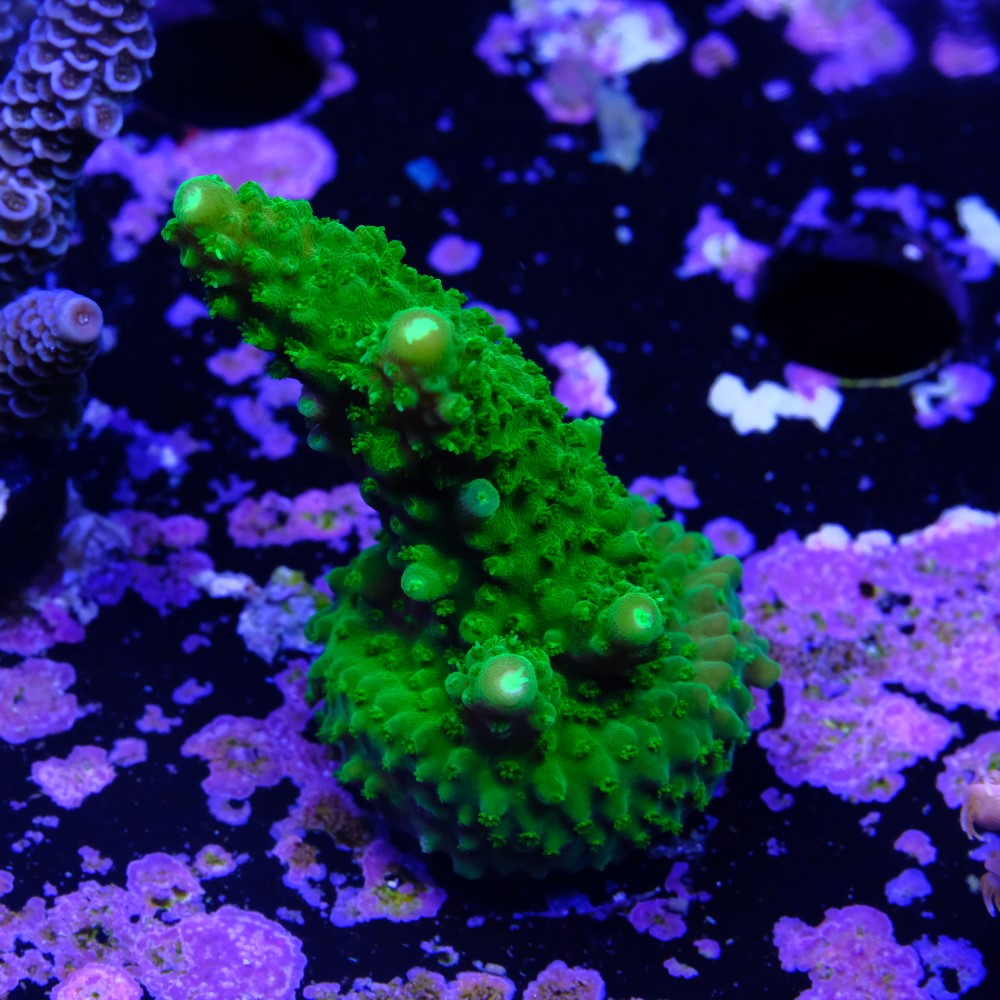 Acropora humilis 2