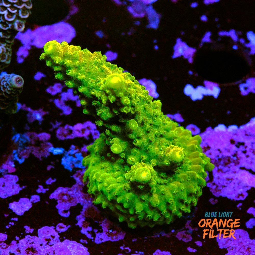 Acropora humilis 1