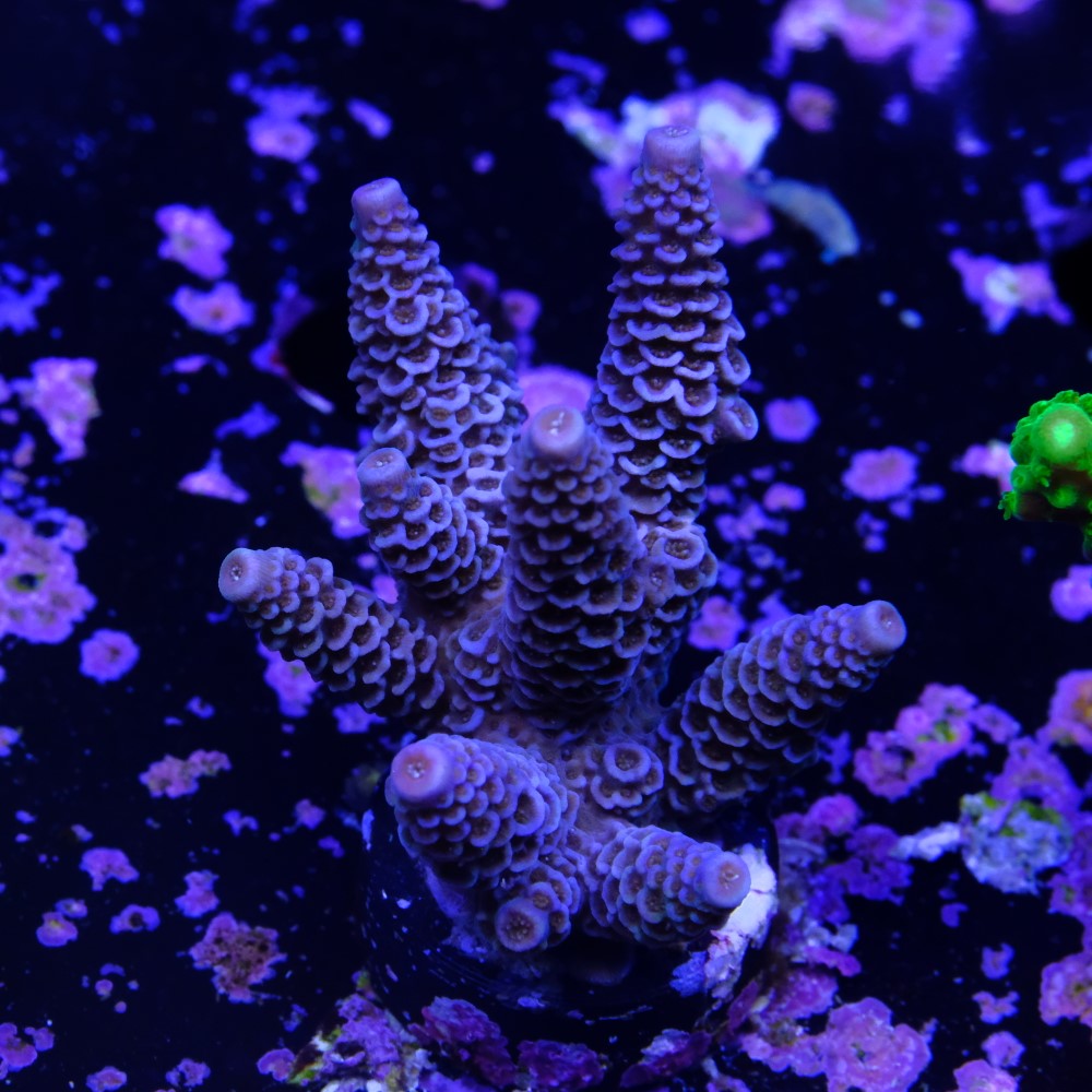 Acropora millepora 2