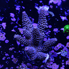Acropora millepora 2