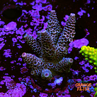 Acropora millepora 1