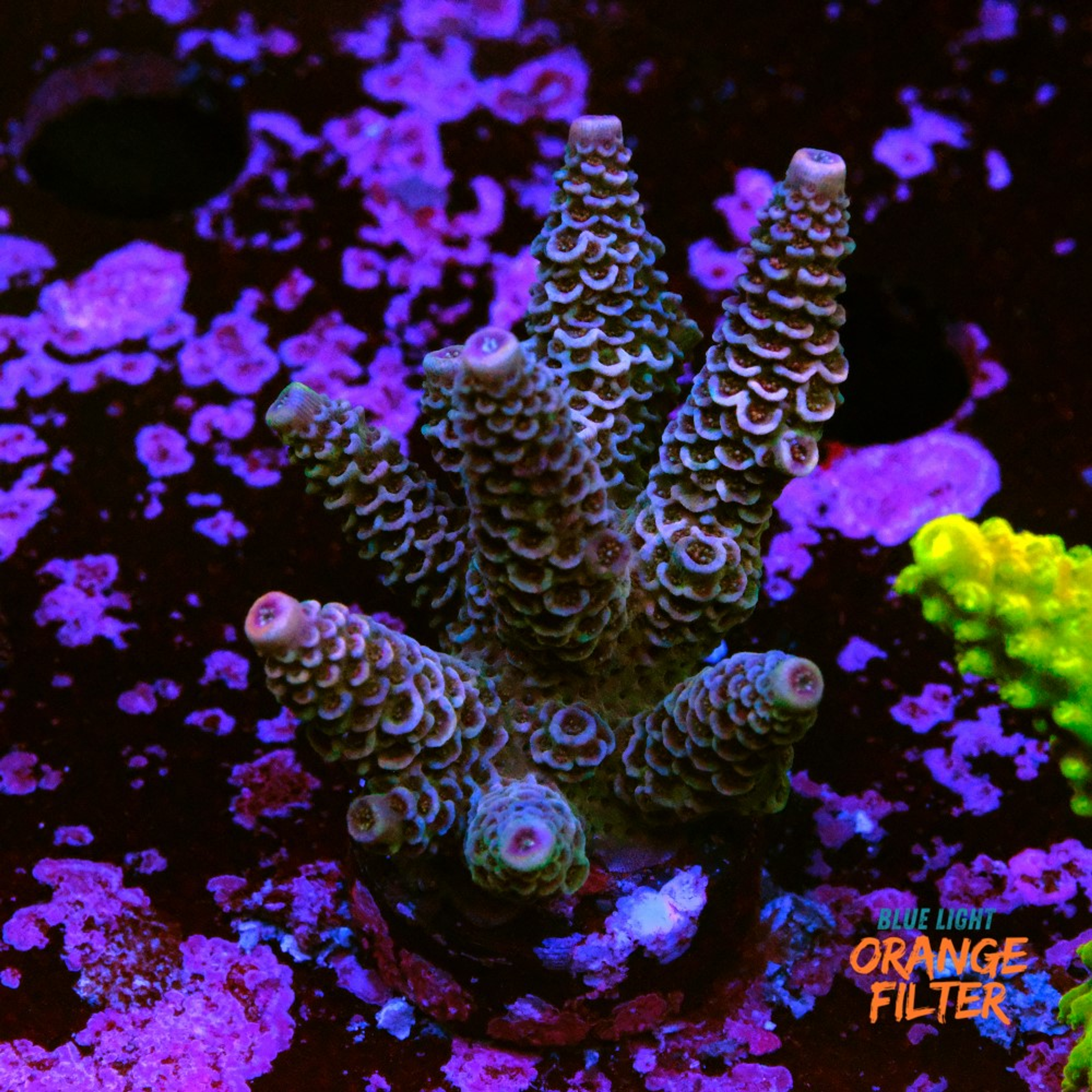 Acropora millepora