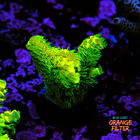 Acropora vermiculata 1