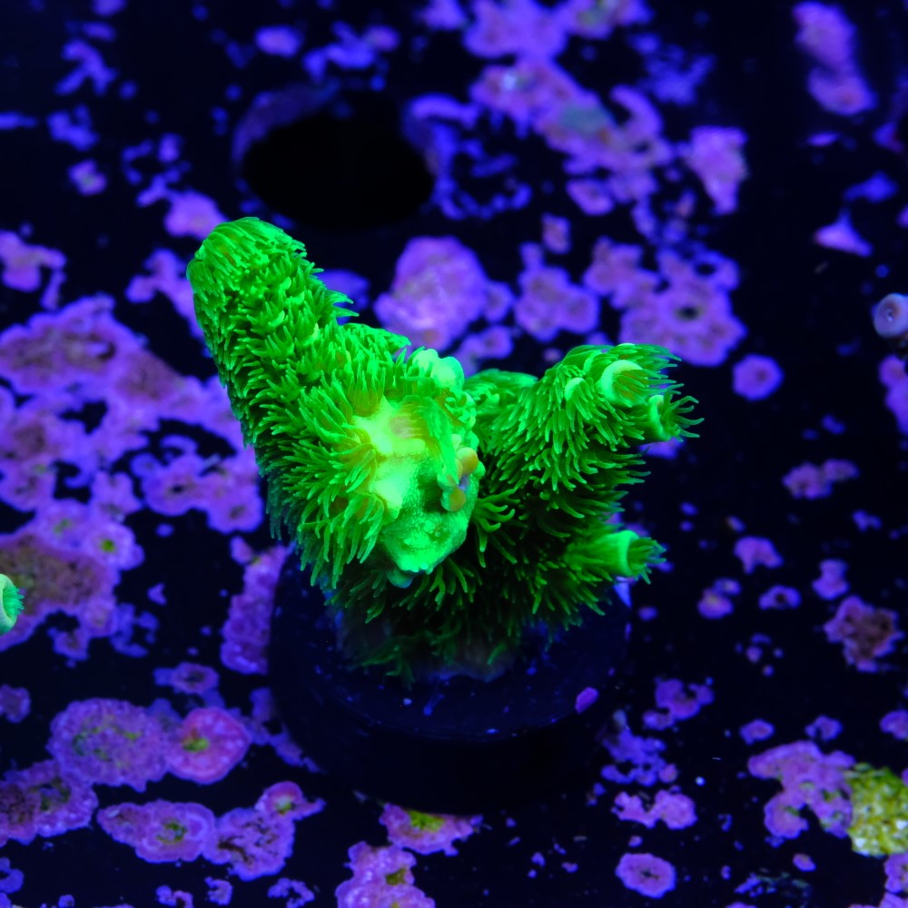 Acropora vermiculata 2