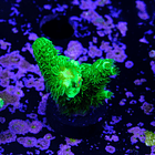 Acropora vermiculata 2