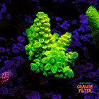 Acropora vermiculata 1