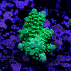 Acropora vermiculata 2