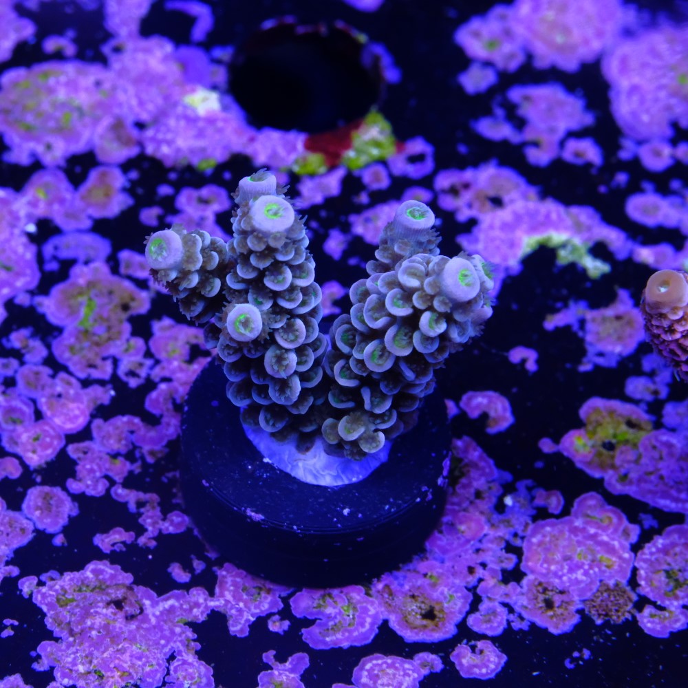 Acropora tenuis walt disney 2