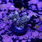 Acropora tenuis walt disney 2