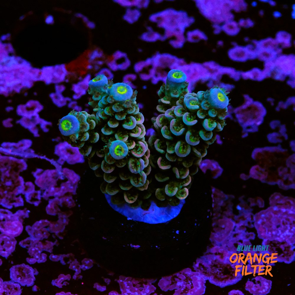 Acropora tenuis walt disney 1