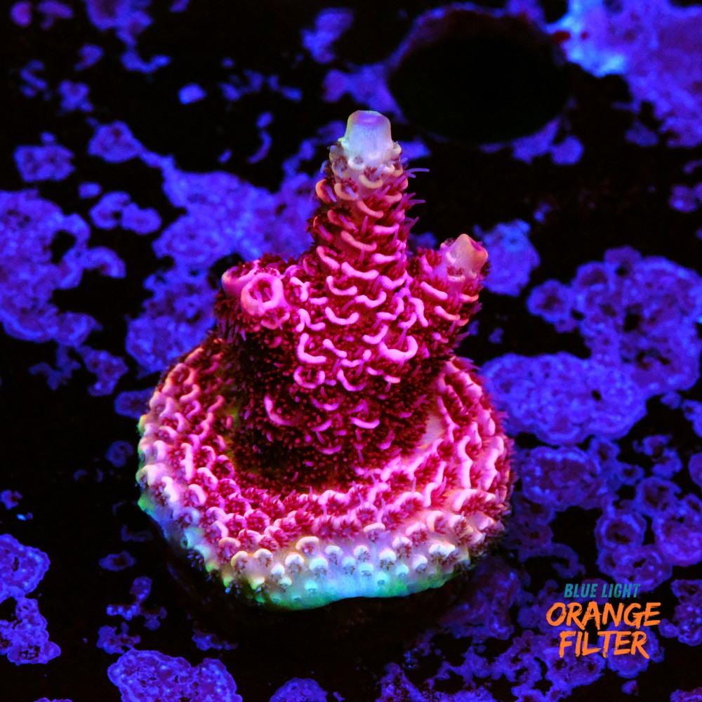 Acropora millepora  1