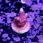 Acropora millepora  2
