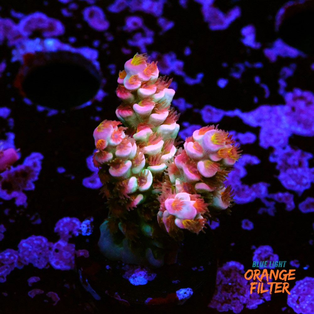 Acropora tenuis Bubbleyum 1